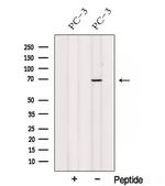 SPATA7 Polyclonal Antibody
