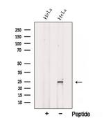 SPRR3 Antibody in Western Blot (WB)