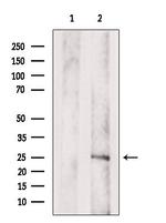 SPRR3 Antibody in Western Blot (WB)