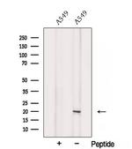 SRP19 Antibody in Western Blot (WB)