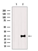 TESC Polyclonal Antibody