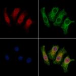 THAP2 Polyclonal Antibody