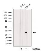 NXNL1 Polyclonal Antibody