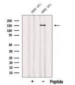 WDR19 Polyclonal Antibody