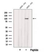 XAB2 Antibody in Western Blot (WB)