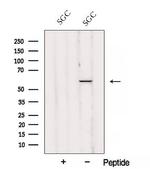 AJUBA Polyclonal Antibody
