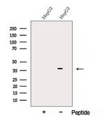 AKR7A3 Polyclonal Antibody