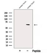 NAE1 Polyclonal Antibody