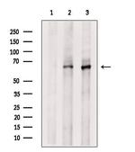 ARHGAP15 Antibody in Western Blot (WB)