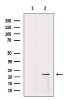 ARL7 Antibody in Western Blot (WB)