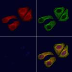 ARL5B Antibody in Immunocytochemistry (ICC/IF)