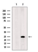 ARL5B Antibody in Western Blot (WB)