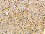 ARMC10 Antibody in Immunohistochemistry (Paraffin) (IHC (P))