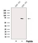 ACTR5 Polyclonal Antibody