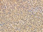 ATL3 Antibody in Immunohistochemistry (Paraffin) (IHC (P))