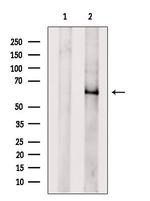 ATL3 Antibody in Western Blot (WB)