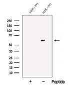 ATL3 Antibody in Western Blot (WB)