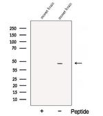 ATP1B2 Polyclonal Antibody