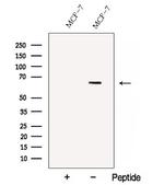 C13orf18 Antibody in Western Blot (WB)