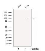 HID1 Polyclonal Antibody