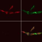 COA7 Polyclonal Antibody