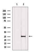 COA7 Antibody in Western Blot (WB)