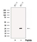COA7 Antibody in Western Blot (WB)