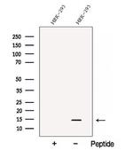 C1orf31 Polyclonal Antibody