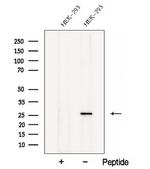 MALSU1 Polyclonal Antibody