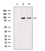 CLGN Polyclonal Antibody