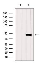 Calumenin Antibody in Western Blot (WB)