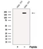CAPRIN2 Antibody in Western Blot (WB)