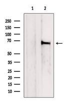 MTGR1 Polyclonal Antibody