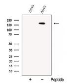 CC2D2A Polyclonal Antibody