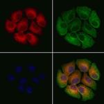 CCDC53 Antibody in Immunocytochemistry (ICC/IF)