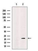 CCDC53 Antibody in Western Blot (WB)