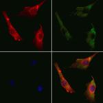 Cyclin I2 Antibody in Immunocytochemistry (ICC/IF)