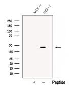 Cyclin I2 Antibody in Western Blot (WB)