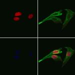 Cdc26 Polyclonal Antibody
