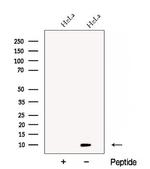 Cdc26 Antibody in Western Blot (WB)