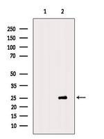 Cdc26 Antibody in Western Blot (WB)