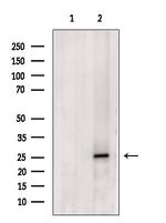 CHMP1A Antibody in Western Blot (WB)