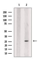 CHMP1B Antibody in Western Blot (WB)