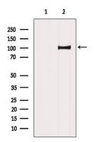 Chromogranin B Antibody in Western Blot (WB)