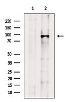 COG3 Polyclonal Antibody