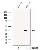 COQ4 Antibody in Western Blot (WB)