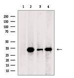 COQ4 Polyclonal Antibody