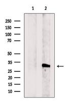 COQ5 Antibody in Western Blot (WB)