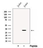 CRISP3 Antibody in Western Blot (WB)