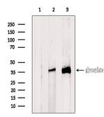 CRISP3 Antibody in Western Blot (WB)